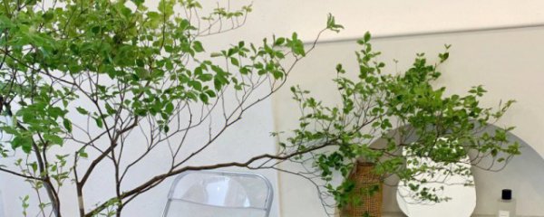 吊钟盆栽的正确养殖方法
