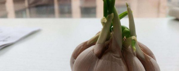 大蒜发芽怎么办