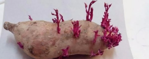 怎么让红薯快速发芽