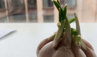 大蒜发芽怎么办 大蒜发芽如何处理