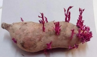 怎么让红薯快速发芽 红薯怎样快速发芽呢