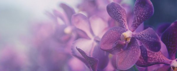 兰花适合在土里种吗