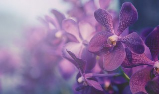 兰花适合在土里种吗 兰花种在土里好吗