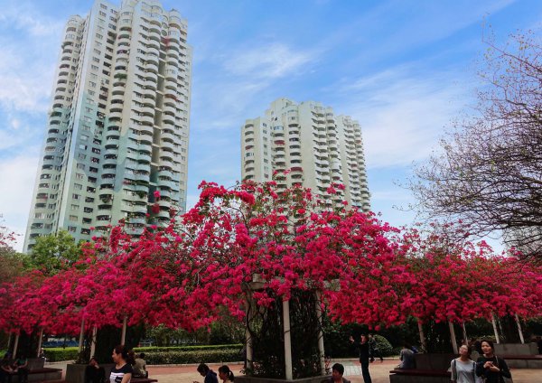 深圳市花叫簕杜鹃这个名字吗