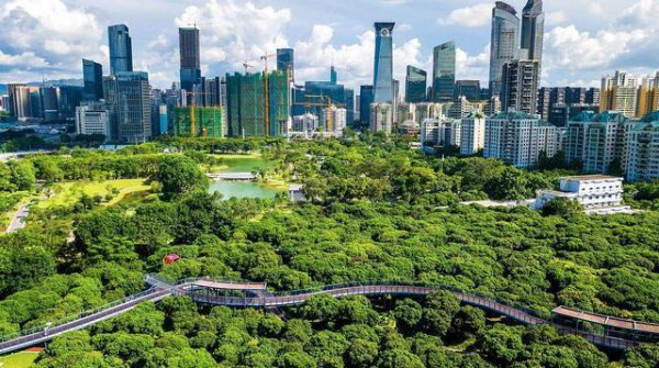 深圳市花叫簕杜鹃这个名字吗