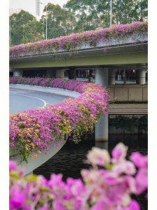 深圳市花叫簕杜鹃这个名字吗 深圳最常见五种绿化花卉苗木