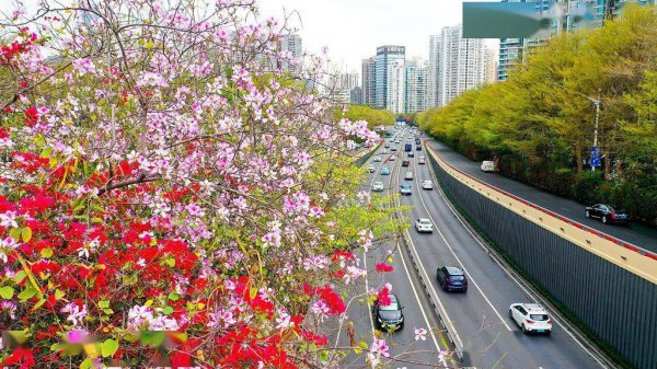 深圳市花叫簕杜鹃这个名字吗