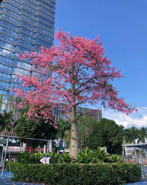 深圳市花叫簕杜鹃这个名字吗