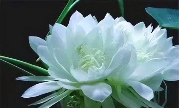 雪莲花的花语和象征意义