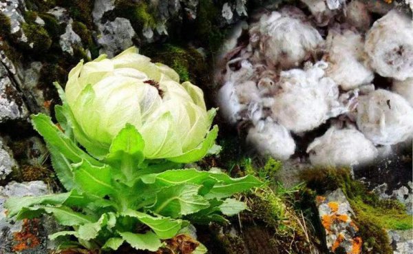雪莲花的花语和象征意义