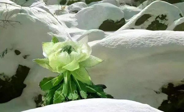 雪莲花的花语和象征意义