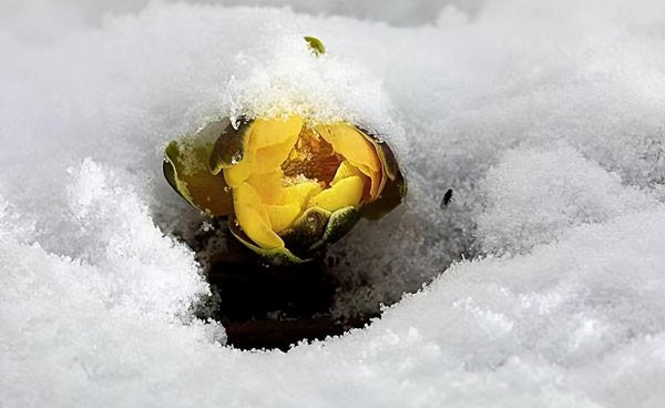 雪莲花的花语和象征意义