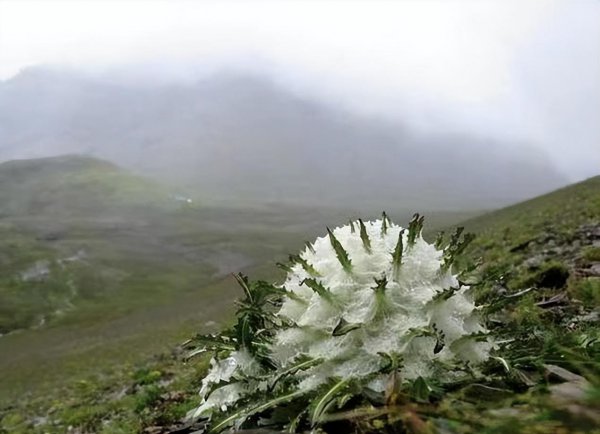 雪莲花的花语和象征意义