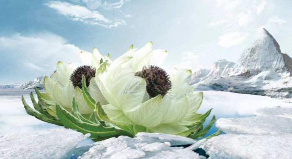 雪莲花的花语和象征意义