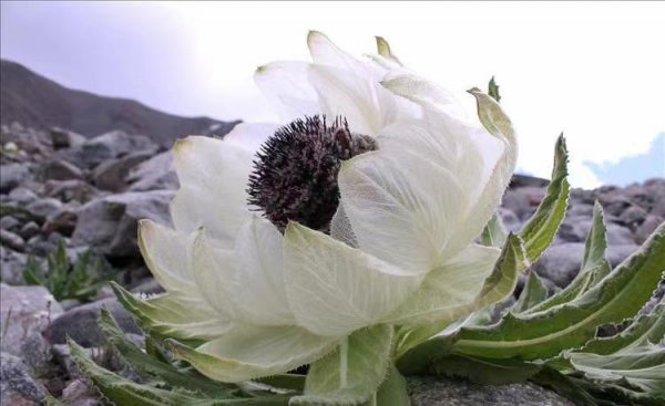 雪莲花的花语和象征意义