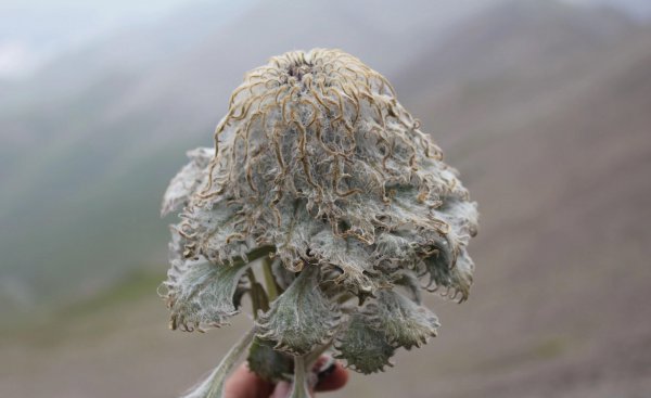 雪莲花的花语和象征意义