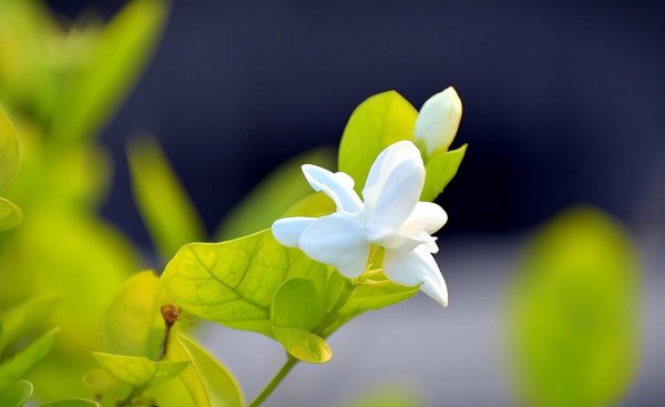 10种庭院最佳的花卉选择