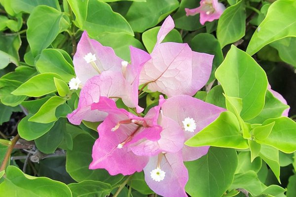 10种庭院最佳的花卉选择
