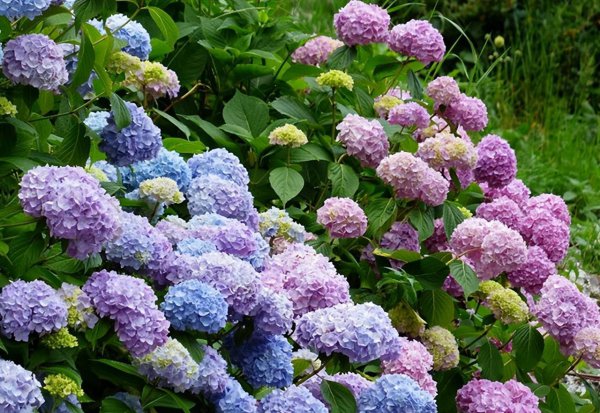 10种庭院最佳的花卉选择
