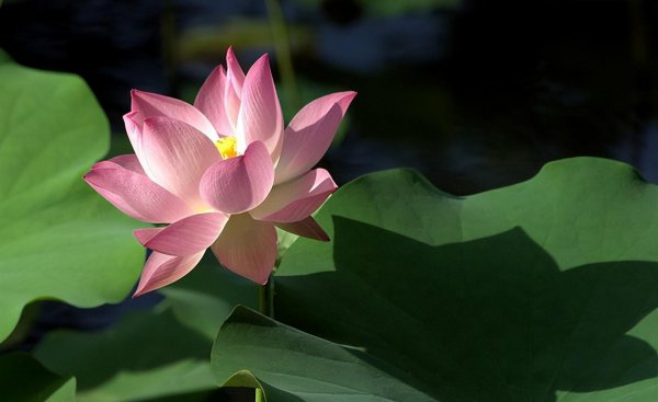 10种庭院最佳的花卉选择