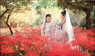 彼岸花的传说故事是真的吗 情定彼岸花的三个传说简介