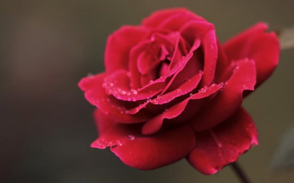 10朵玫瑰花代表什么意思