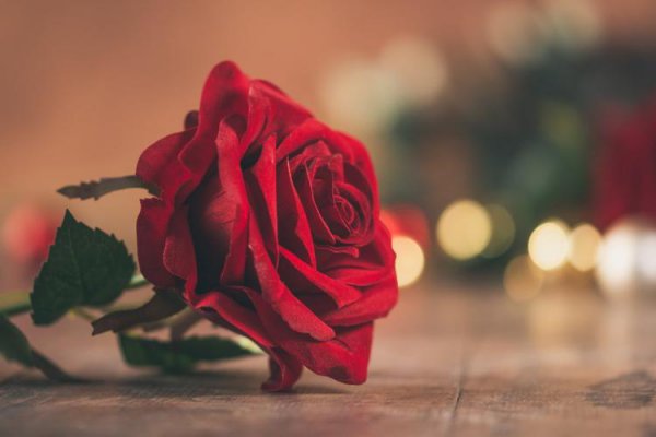 10朵玫瑰花代表什么意思
