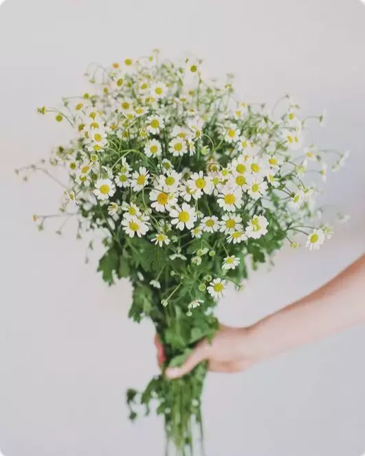 结束一段感情送什么花