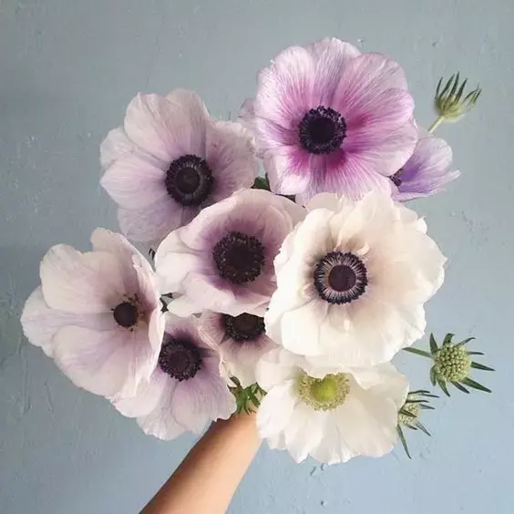 结束一段感情送什么花