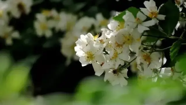 结束一段感情送什么花