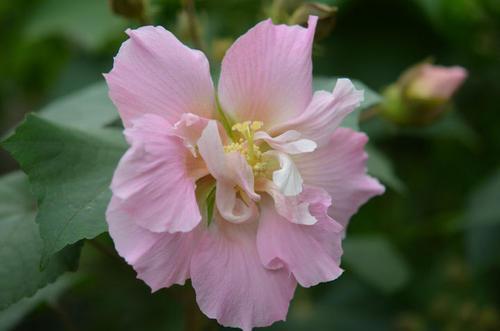 芙蓉花语象征与寓意
