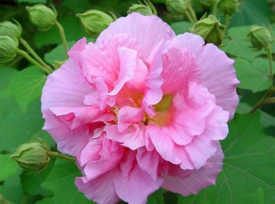 芙蓉花语象征与寓意 具体象征意义解读