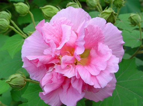 芙蓉花语象征与寓意