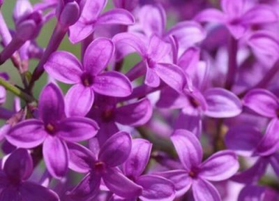 丁香花的花语与象征和寓意 丁香花的花语、象征与寓意