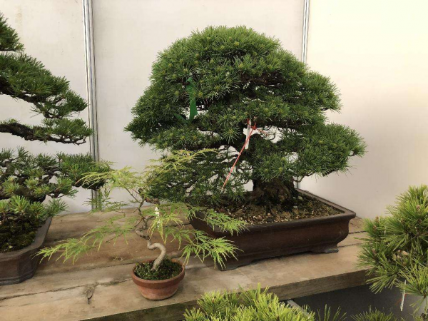 什么花的寓意最好