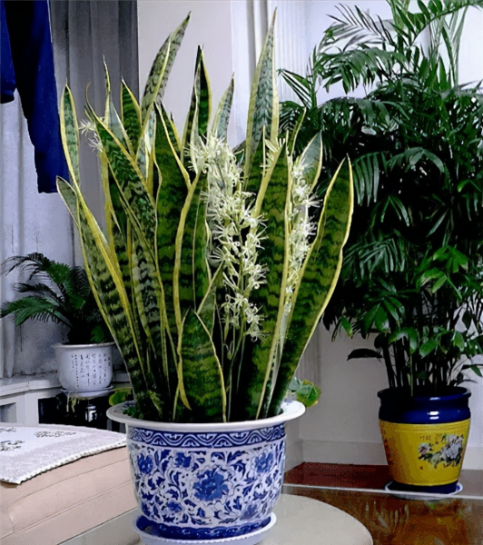 什么花的寓意最好