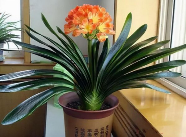 什么花的寓意最好