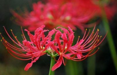 彼岸花寓意什么意思 红色彼岸花的花语含义