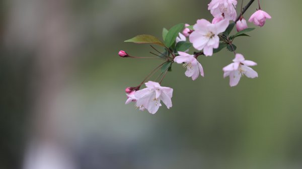 郁金香什么颜色
