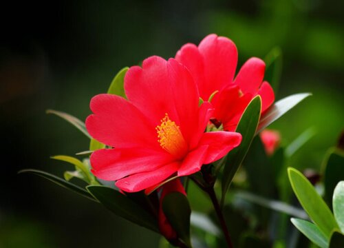 红山茶的寓意和花语是什么意思