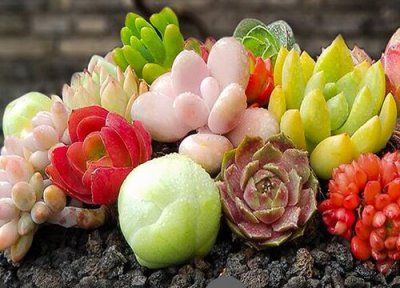 多肉植物应该在哪个季节割头 多肉太高了能剪下来吗