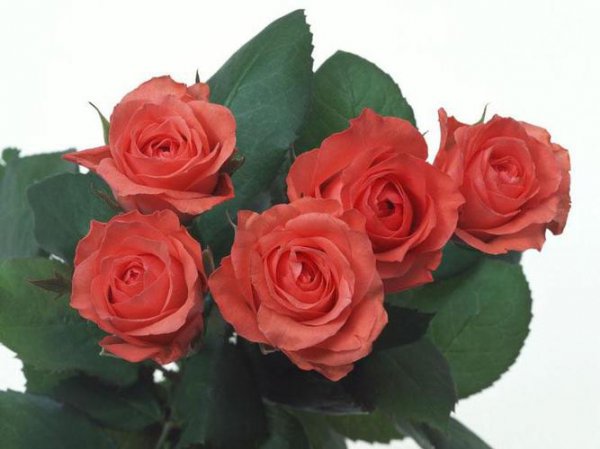 7朵玫瑰花代表什么意思