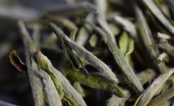 白牡丹属于什么茶类