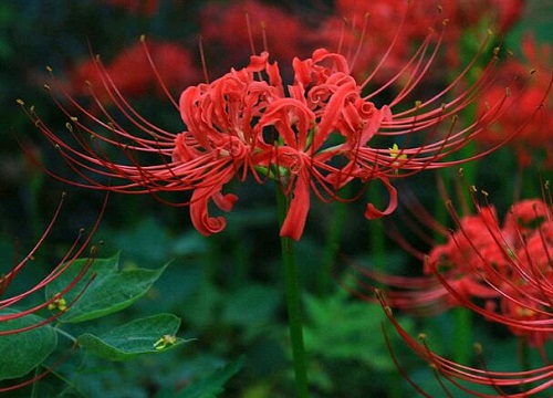 彼岸花的真正故事概括