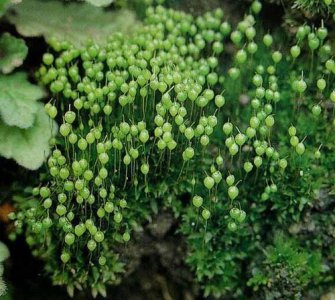 苔花精神象征何意 剖析苔花背后的精神象征