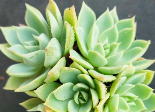夏天多肉可以淋雨吗