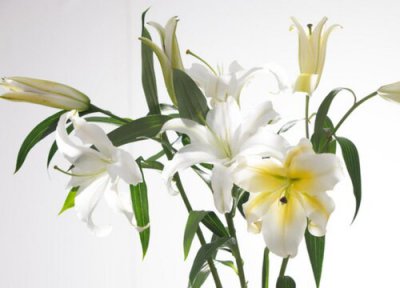百合花香味有毒吗？能在室内摆放吗？