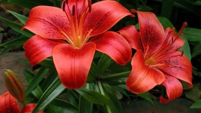 红色百合花的寓意和象征 解读红色百合花所代表的寓意和象征