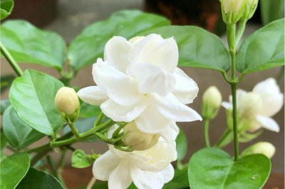 茉莉花的花语与象征意义 揭示茉莉花所代表的含义和象征
