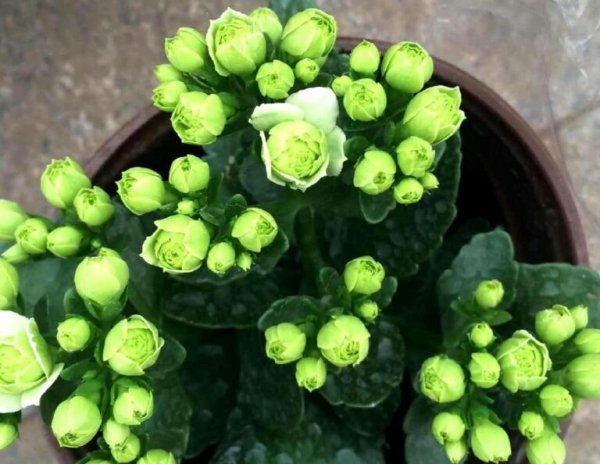 长寿花怎么养才能更旺盛？